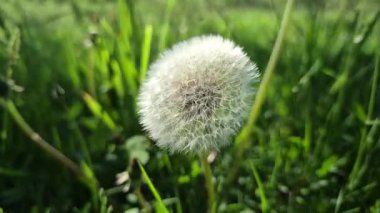 Bahar karahindiba rüzgarda sallanıyor