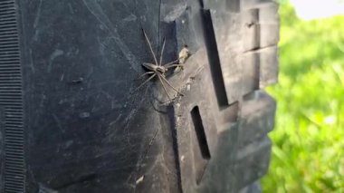 Örümcek Pisaura Mirabilis off-road lastiklerinde oturuyor