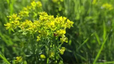 Bir Euphorbia sert bitkisi rüzgarda sallanıyor