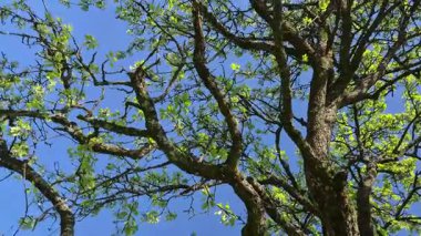 Baharda kocaman bir meyve ağacı.