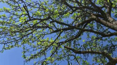 Baharda kocaman bir meyve ağacı.