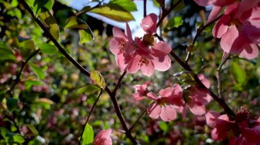Güneş ışığında Chaenomeles japonica çiçekleri