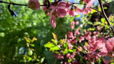 Güneş ışığında Chaenomeles japonica çiçekleri