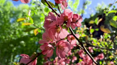 Güneş ışığında Chaenomeles japonica çiçekleri