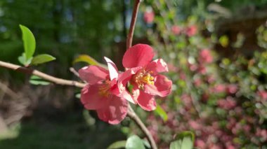 Güneş ışığında Chaenomeles japonica çiçekleri