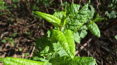 Nehir kenarındaki Fallopia sakhalinensis 'in genç filizleri