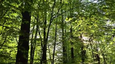 Dağ ormanlarındaki kayın ağaçlarının arasından güneş parlıyor.