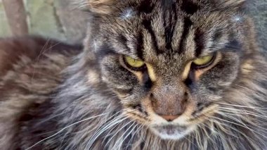 Kafasında karahindiba tohumları olan mermer bir rakun portresi.