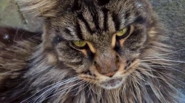 Kafasında karahindiba tohumları olan mermer bir rakun portresi.