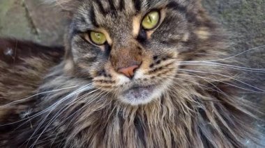 Kafasında karahindiba tohumları olan mermer bir rakun portresi.