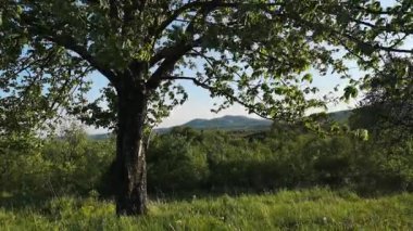 Büyük, eski bir ağaçla manzaranın zaman aşımı