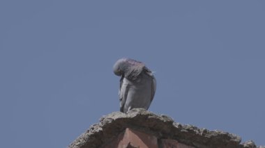 Şehir güvercini çatıda güneşleniyor.