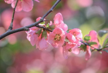 Güneş ışığında Chaenomeles japonica çiçekleri