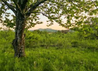 Baharda kocaman bir meyve ağacı.