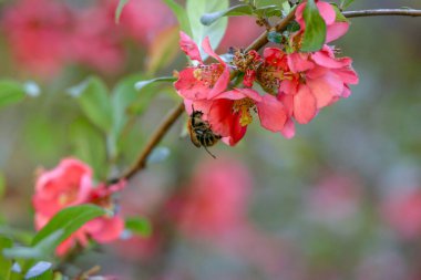 Bir yaban arısı Chaenomeles japonica çiçeklerinden nektar toplar.
