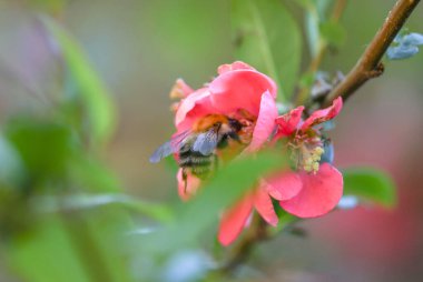 Bir yaban arısı Chaenomeles japonica çiçeklerinden nektar toplar.