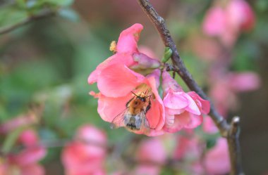 Bir yaban arısı Chaenomeles japonica çiçeklerinden nektar toplar.