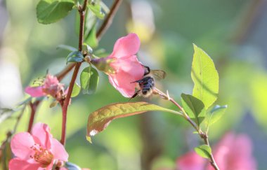 Bir yaban arısı Chaenomeles japonica çiçeklerinden nektar toplar.