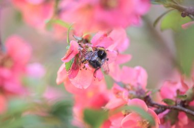 Bir yaban arısı Chaenomeles japonica çiçeklerinden nektar toplar.