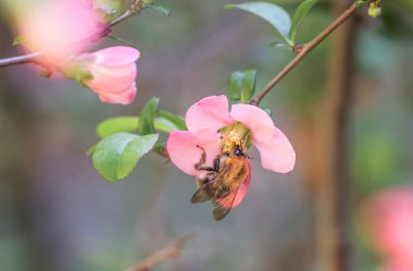 Bir yaban arısı Chaenomeles japonica çiçeklerinden nektar toplar.
