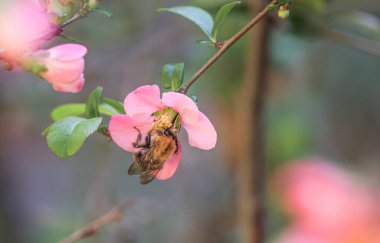 Bir yaban arısı Chaenomeles japonica çiçeklerinden nektar toplar.