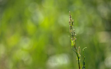 Rumex asetosa rüzgarda sallanıyor