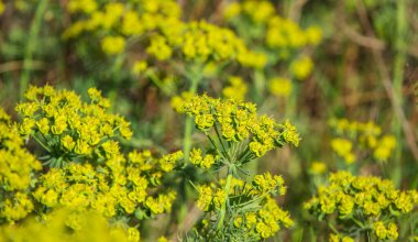 Bir Euphorbia sert bitkisi rüzgarda sallanıyor