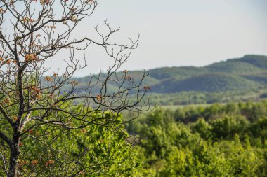 Karpat Dağlık Bölgesi 'nin bahar manzarası