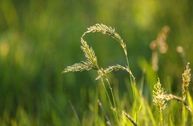 Gastridyum ventrikozum bitkisi rüzgarda sallanıyor.