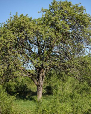 Baharda kocaman bir meyve ağacı.