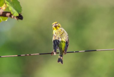 Spinus bir telin üzerinde güneşleniyor.