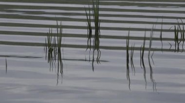 Su bitkisi suyla çevrili.