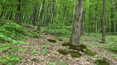 Kayın ormanlarında bir yürüyüş