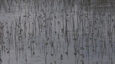 Kuru bitkiler suyla çevrili.