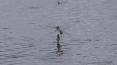 Bir çift yusufçuk Anax Epiger bir bahar gölünde