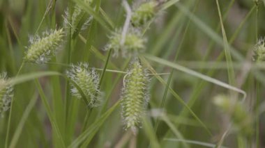 Bir bahar gölünün kıyısında çiçek açan bir Carex Atherodes.