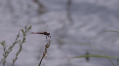 Bir bahar gölünde yusufçuk sembolü sanguinyum