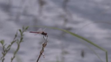 Bir bahar gölünde yusufçuk sembolü sanguinyum