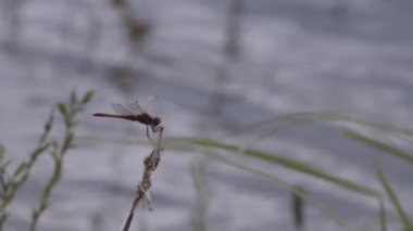 Bir bahar gölünde yusufçuk sembolü sanguinyum