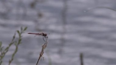 Bir bahar gölünde yusufçuk sembolü sanguinyum