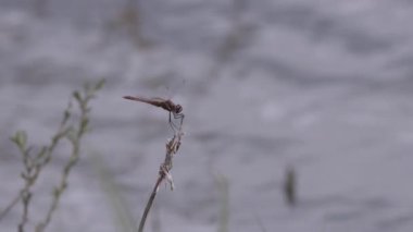 Bir bahar gölünde yusufçuk sembolü sanguinyum