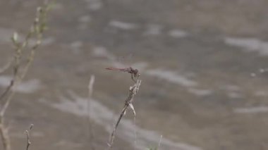 Bir bahar gölünde yusufçuk sembolü sanguinyum