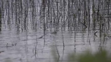 Küçük bir çim yılanı bahar gölünde yüzer.