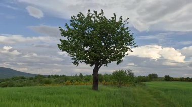 Baharda dağlık arazide kocaman bir kiraz ağacı olan manzara.