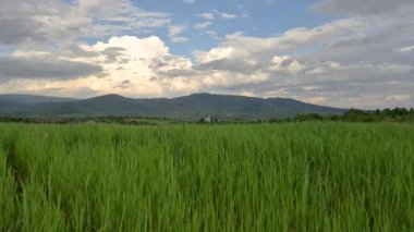 İskoçya 'da yeni hasat yapılan bir tarla.