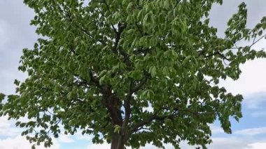 Baharda dağlık arazide kocaman bir kiraz ağacı olan manzara.