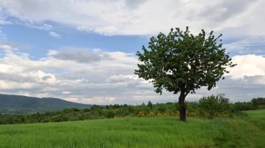 Baharda dağlık arazide kocaman bir kiraz ağacı olan manzara.