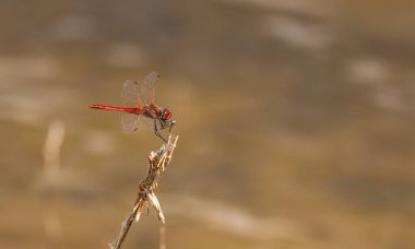Bir bahar gölünde yusufçuk sembolü sanguinyum
