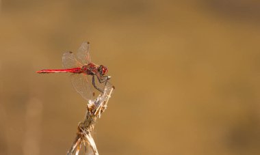 Bir bahar gölünde yusufçuk sembolü sanguinyum