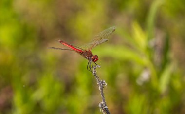 Bir bahar gölünde yusufçuk sembolü sanguinyum